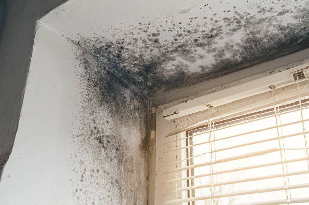 Affordable Attic Mold Remediation solutions in Kingston, PA